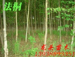 法桐、喬木、花灌木及灌木市場(chǎng)行情分析與價(jià)格指導(dǎo)——以孟津縣龍頭苗木種植專業(yè)合作社為例