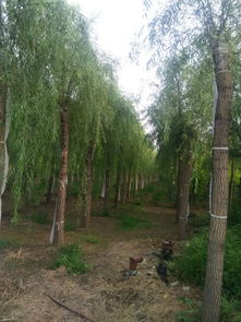 東莞地區(qū)20公分旱柳種植適應(yīng)性分析及金林苗木種植經(jīng)營(yíng)建議