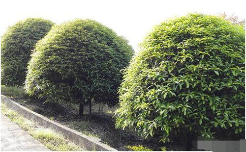 苗木市場遇冷背后 供需失衡與產業轉型的陣痛