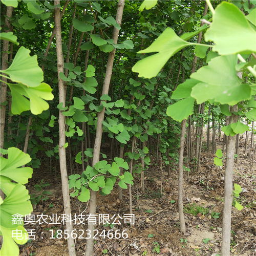 快訊 銀杏小苗栽培技術(shù)詳解——鑫奧農(nóng)業(yè)歡迎您