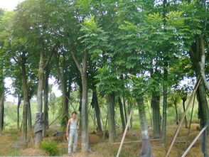 三年骨架移植黃山欒樹(shù) 優(yōu)質(zhì)綠化苗木供應(yīng)商的可靠選擇