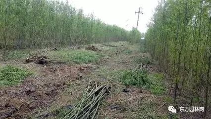 綠化苗木的培育、栽植與管理 樹木種植經營全流程指南