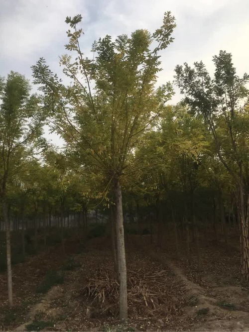 恭賀壽光炳中苗木入駐，攜手苗木通共筑綠色未來——專訪山東王新，深耕白蠟國槐種植經營