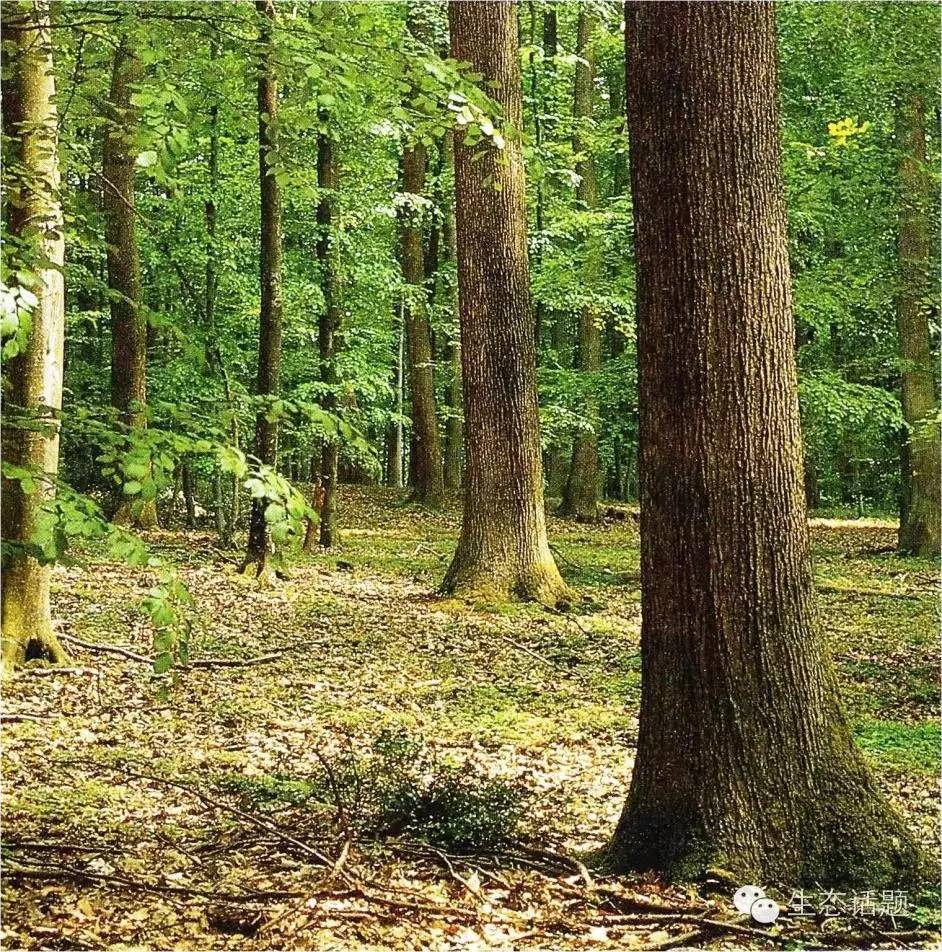 構建以目標樹為核心的現代森林經營體系
