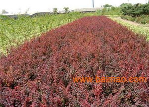 沭陽縣華泰苗木場 一站式苗木花卉批發與種植經營服務