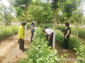省自然資源廳檢查組到我縣開展林木種苗質(zhì)量抽查工作，助力樹木種植經(jīng)營(yíng)邁上新臺(tái)階