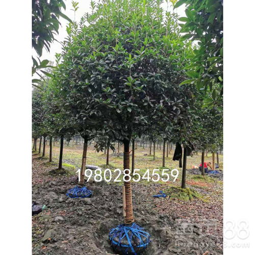 全國(guó)優(yōu)質(zhì)桂花樹種植基地 綠化工程苗木即買即走，一站式供貨保障