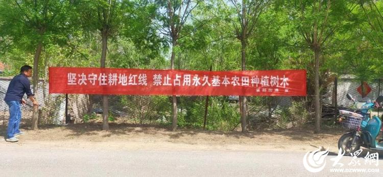 濰坊青州 益都街道“三融合”破解低效苗木難題，筑牢耕地保護(hù)防線