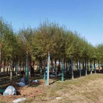 10公分饅頭柳與旱柳樹種植經(jīng)營(yíng)全指南 規(guī)格、價(jià)格與管理要點(diǎn)