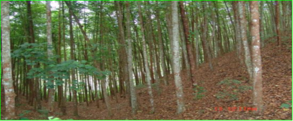 米老排人工純林撫育性漸伐作業(yè)模式及樹木種植經(jīng)營(yíng)策略