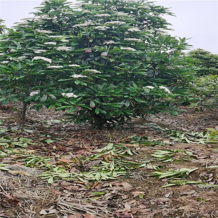 中華石楠球樹木種植經(jīng)營(yíng)指南