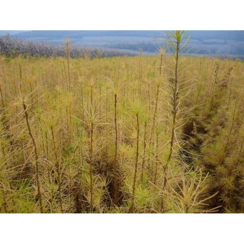 綠染荒山 通遼營(yíng)養(yǎng)杯苗木的生態(tài)與經(jīng)濟(jì)雙贏之路